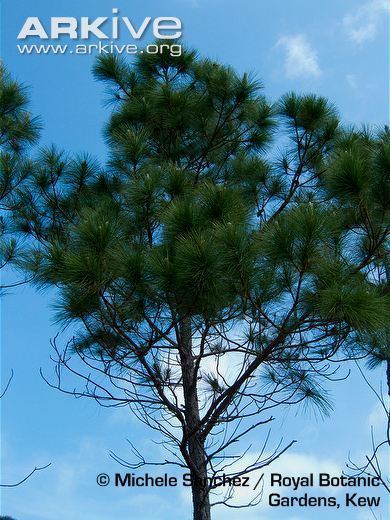 Caribbean pine Caribbean pine photo Pinus caribaea G102661 ARKive