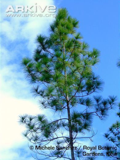 Caribbean pine Caribbean pine photo Pinus caribaea G102664 ARKive