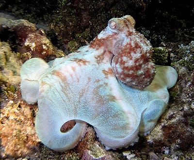 Caribbean reef octopus Caribbean Reef Octopuses Octopus briareus MarineBioorg