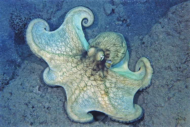 Caribbean reef octopus BI440 Caribbean Reef Octopus Spread for Feeding Bruce Warren Flickr