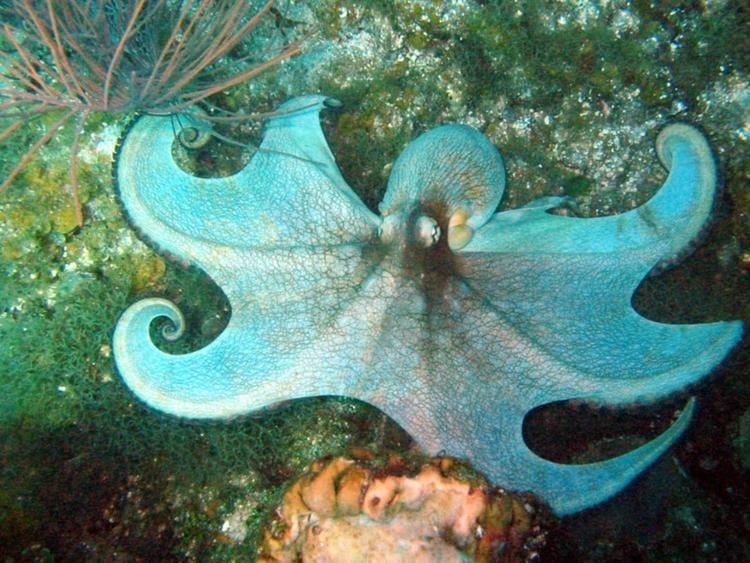 Caribbean reef octopus Caribbean Reef Octopus Information and Picture Sea Animals