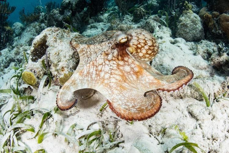 Caribbean reef octopus Caribbean Reef Octopus Oceana