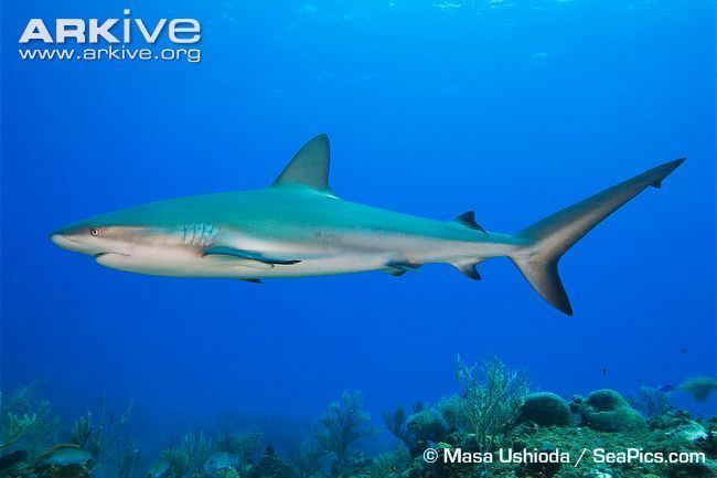 Caribbean reef shark Caribbean reef shark photos Carcharhinus perezi ARKive