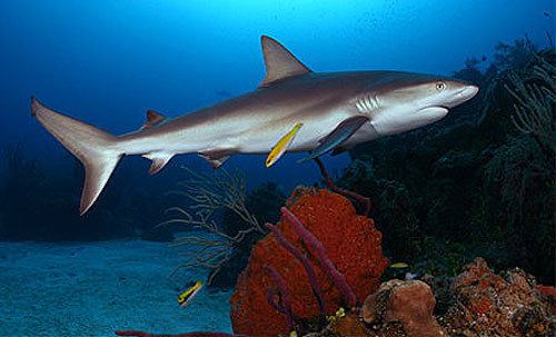 Caribbean reef shark Caribbean Reef Sharks Caribbean