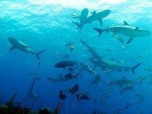 Caribbean reef shark httpsuploadwikimediaorgwikipediacommonsthu