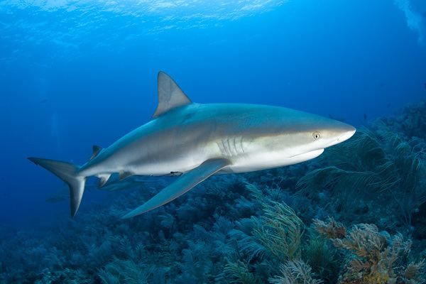 Caribbean reef shark Caribbean reef shark