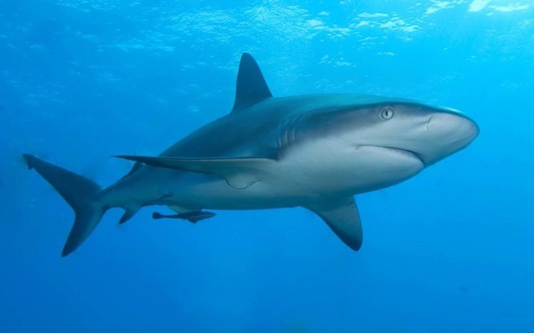 Caribbean reef shark 6 Facts About The Caribbean Reef Species Of Shark Shark Sider