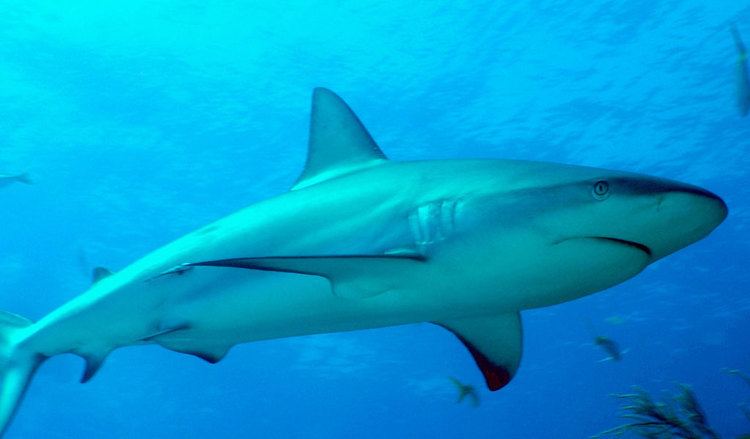 Caribbean reef shark Caribbean Reef Shark Facts Information amp Pictures