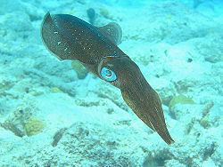 Caribbean reef squid Caribbean reef squid CreationWiki the encyclopedia of creation