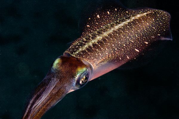 Caribbean reef squid Caribbean Reef Squid Sepioteuthis Sepioidea Squid Facts and