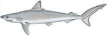 Caribbean sharpnose shark httpsuploadwikimediaorgwikipediacommonsthu