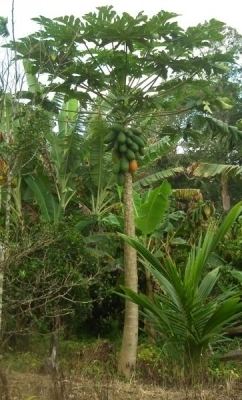 Carica Carica papaya Useful Tropical Plants