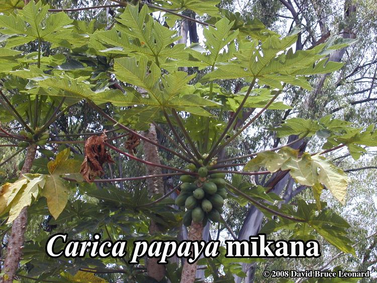 Carica Carica papaya L
