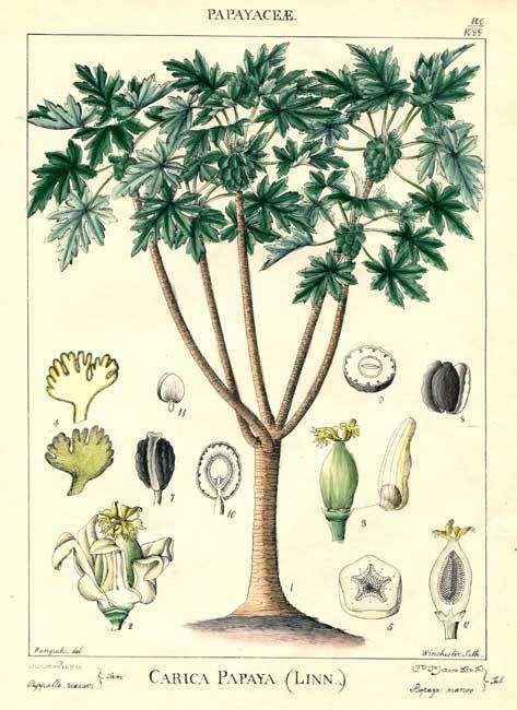 Caricaceae Caricaceae Carica papaya