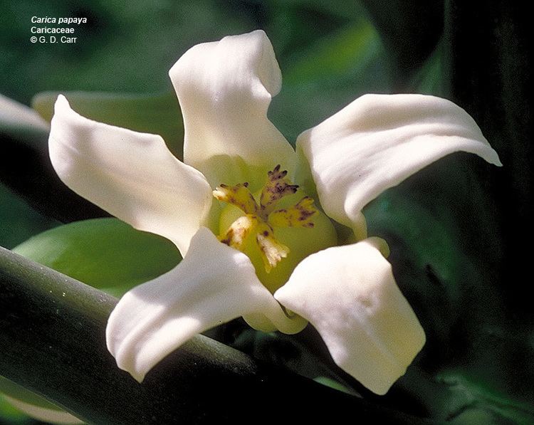 Caricaceae Flowering Plant Families UH Botany