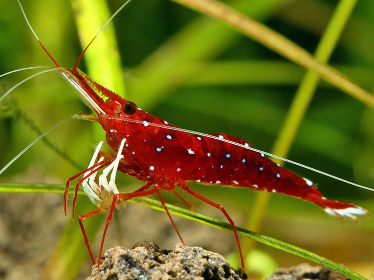 Caridina dennerli httpsc1staticflickrcom870847111311493788e