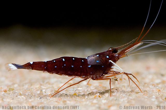 Caridina dennerli Caridina dennerli wc with neck spot A wild caught Cardin Flickr