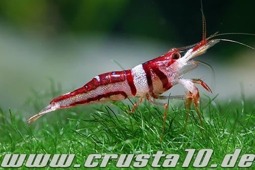 Caridina Caridina Atyidae