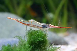 Caridina gracilirostris RED NOSE RHINO SHRIMP Caridina gracilirostris BEAUTIFUL 34cm eBay