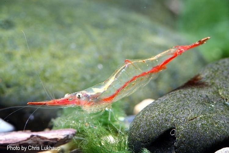 Caridina gracilirostris The Brackish Tank awesomebanditlove Caridina gracilirostris DE