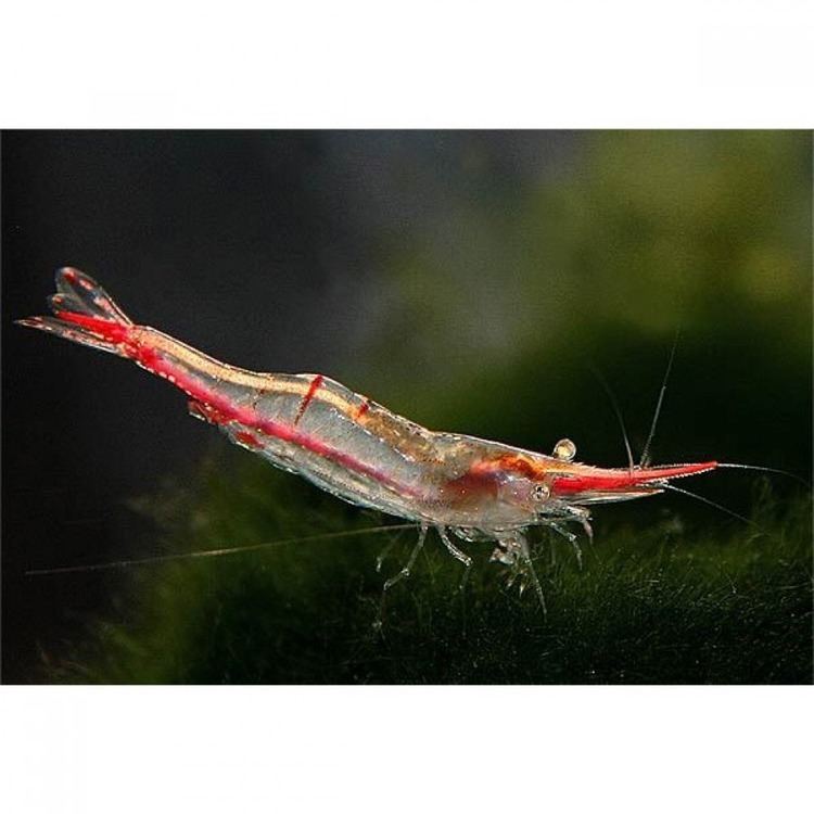 Caridina gracilirostris Shrimp Red Nose Shrimp Caridina gracilirostris Pinokkio by