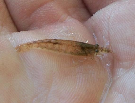 Caridina nilotica