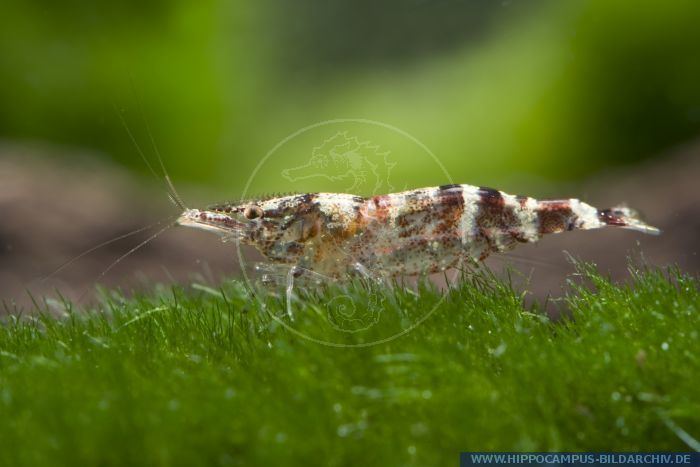 Caridina serratirostris Caridina serratirostris alias NinjaShrimp Hippocampus Bildarchiv