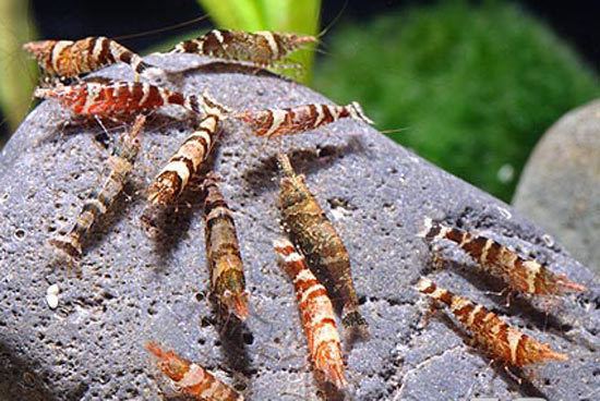 Caridina serratirostris Caridina Serratirostris Nanocaridina