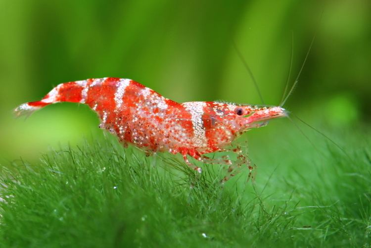 Caridina serratirostris Pinterest The world39s catalog of ideas