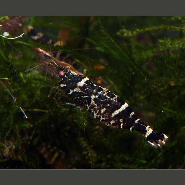 Caridina serratirostris AQUAGREEN Fact Sheet