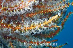 Carijoa riisei Snowflake Coral Carijoa riisei