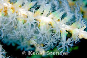 Carijoa riisei Snowflake Coral Carijoa riisei