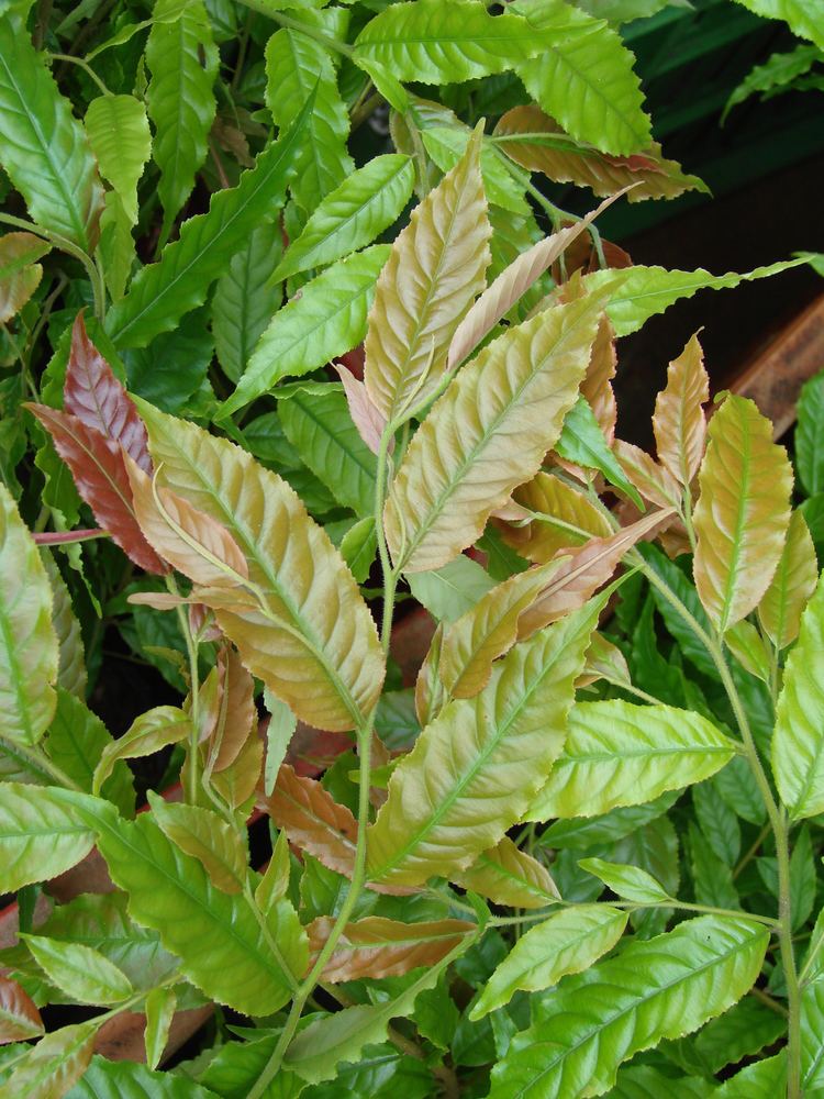 Cariniana pyriformis wwwucoeducofloraorienteantioquialecythidaceae