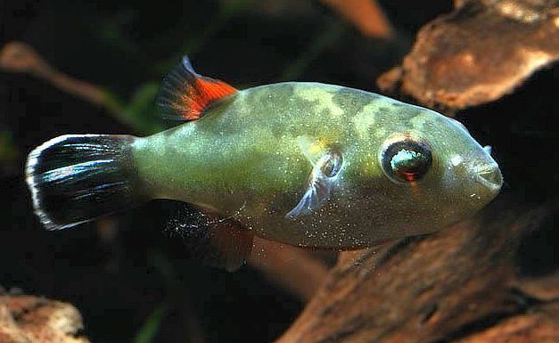 Carinotetraodon Bornean RedEye Puffer Carinotetraodon borneensis Tropical Fish