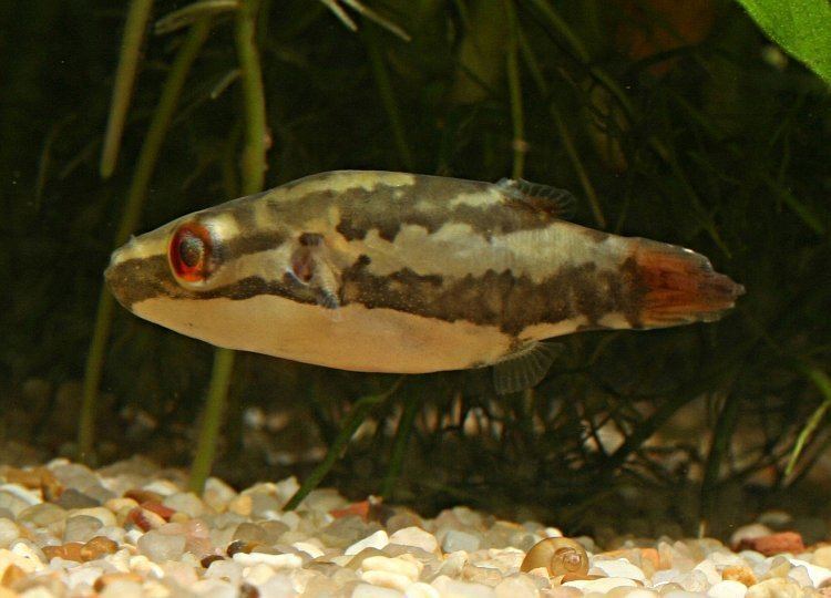Carinotetraodon irrubesco Keeping the Red Tail Red Eye Puffer The Puffer List