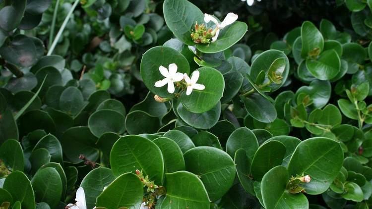 Carissa Carissa macrocarpa 39Emerald Star39 Alpine Nurseries