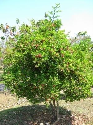 Carissa carandas Carissa carandas Useful Tropical Plants