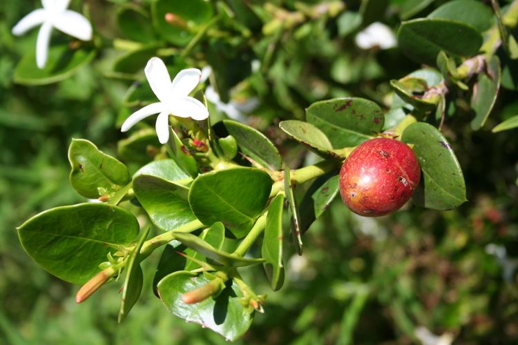 Carissa Carissa macrocarpa Wikiwand