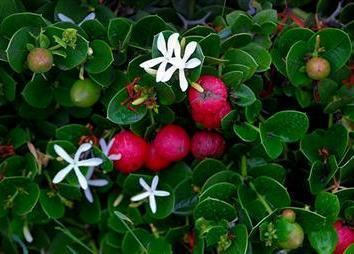 Carissa macrocarpa Carissa macrocarpa Groot NoemNoem