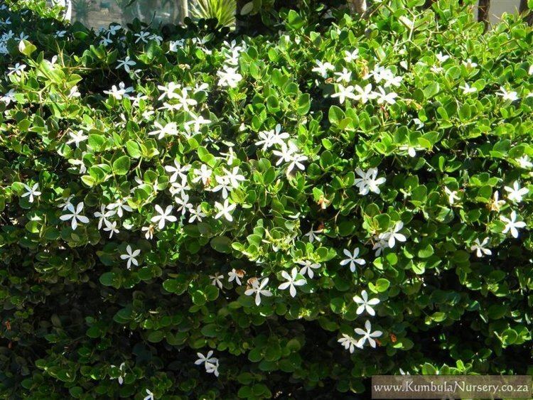 Carissa macrocarpa Carissa macrocarpa Kumbula Indigenous Nursery