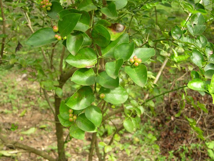 Carissa spinarum West African Plants A Photo Guide Carissa spinarum L