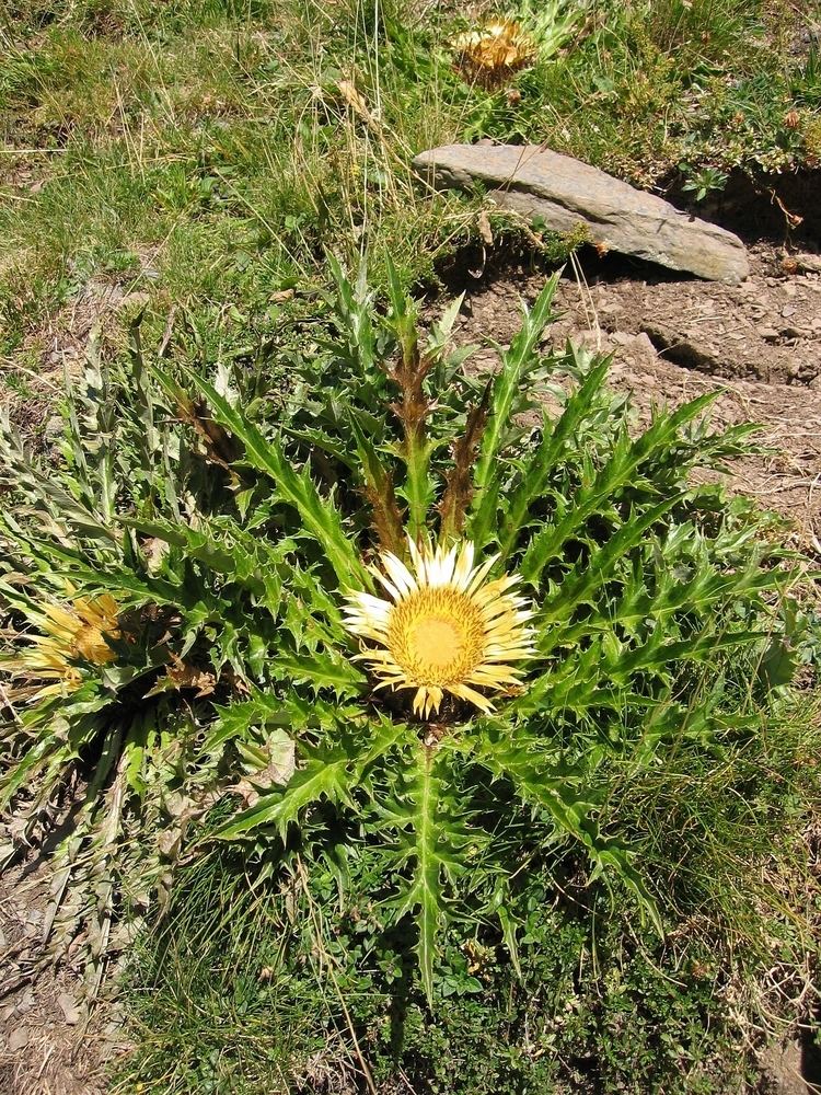 Carlina FileCarlina acanthifoliajpg Wikimedia Commons