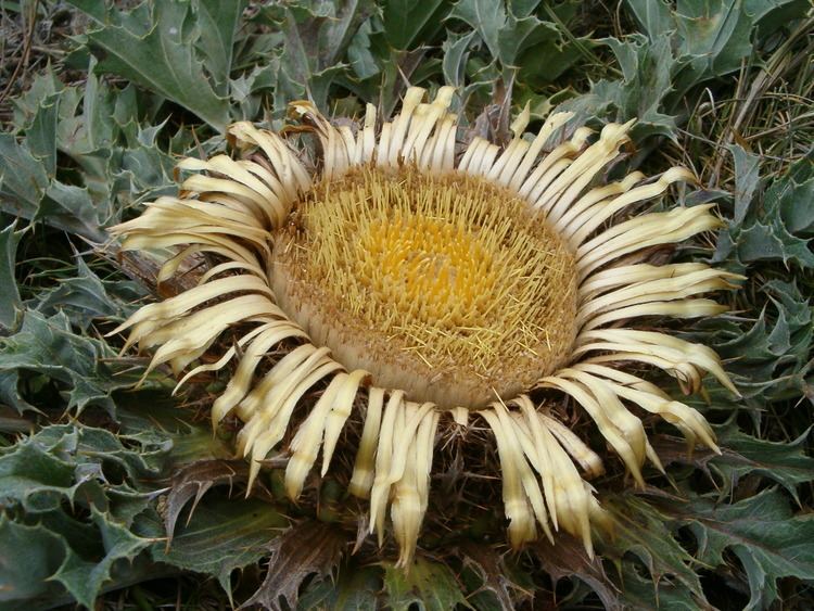 Carlina FileImageCarlina acanthifolia 0002jpg Wikimedia Commons