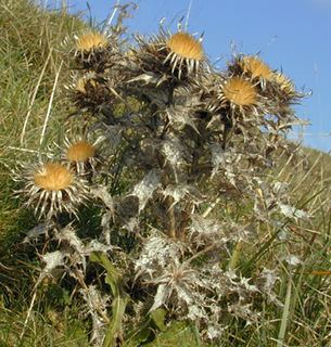 Carlina Carlina Discover Life