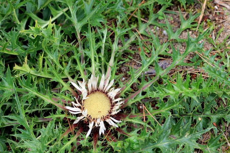 Carlina Carlina acaulis Wikiwand