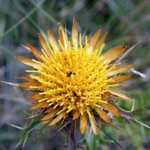 Carlina corymbosa Carlina corymbosa