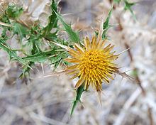 Carlina corymbosa httpsuploadwikimediaorgwikipediacommonsthu