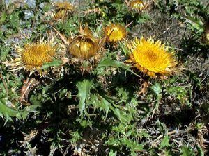 Carlina corymbosa Carlina corymbosa Carlina