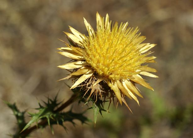 Carlina corymbosa Cardo cuco Carlina corymbosa ssphispanica