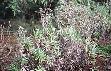 Carlina salicifolia httpsuploadwikimediaorgwikipediacommonsthu